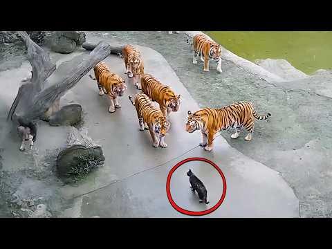 Die besten Tier-Überwachungsaufnahmen 2025