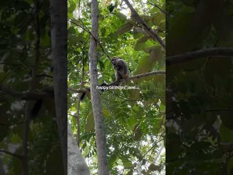 Happy birthday Dr. Jane Goodall 💚