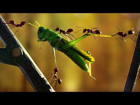 Exploring the SCP Foundation: Insect SCPs