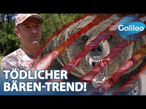 Wenn Bären betteln: Die Schattenseite viraler Wildtier-Fotos
