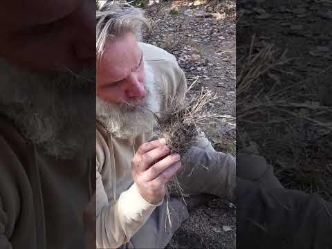 Hand Drill Friction Fire - REAL QUICK #survival #primitiveskills #bushcraft #fire #camping #nature