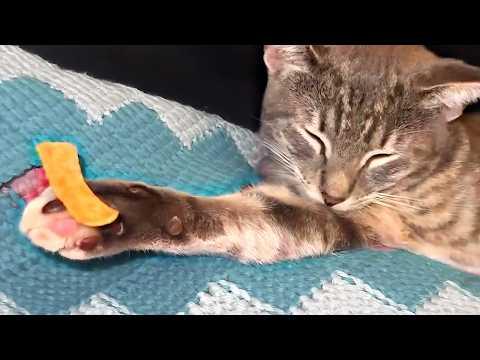 UNUSUAL MEMES COMPILATION V352