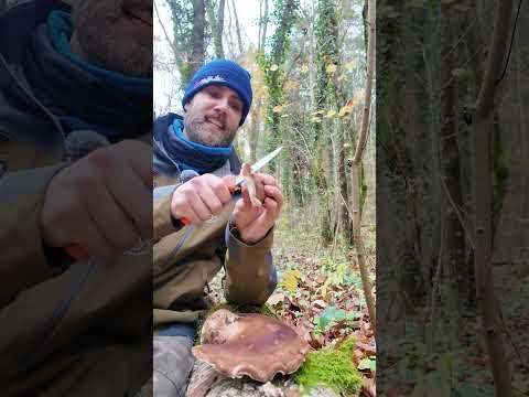 Birkenporling sammeln, finden, bestimmen #Pilze #Pilz #Wald