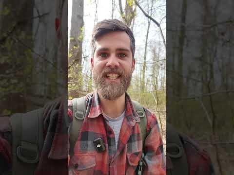 Pilze? Kein Problem! Verpeln statt Morcheln im März #Pilze #pilzesammeln  #Wald