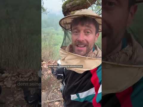 Leben riskieren  für Honig? #shorts