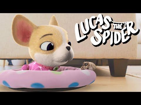 Meet Lucas the Spider's Friend Avocado