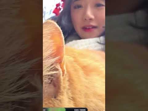 If The Cat Fits, Well He Sits...