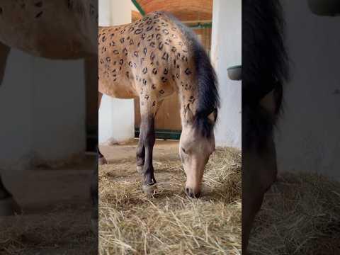 Pferd bemalen für Halloween?! 👻 Tiere schminken mit Fingerfarben 🎨