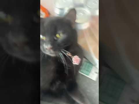 Now It’s Raven’s Turn For This Trend #shorts