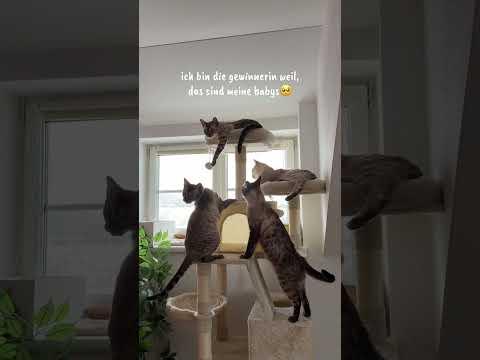 zeigt mir eure katzenbilder in den kommis🥺