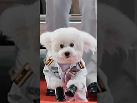 So tickt Thailands Skandal-König #zdfinfo #Thailand #Skandal