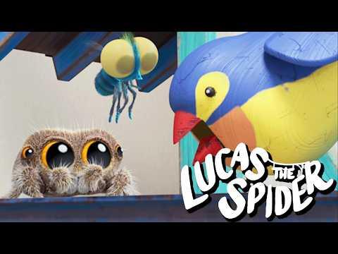 What's Up With Cuckoo Bird? | Kids Cartoon | Lucas The Spider