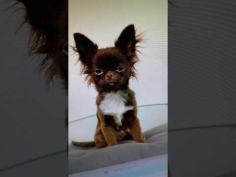 Neues Meme geboren #rezo