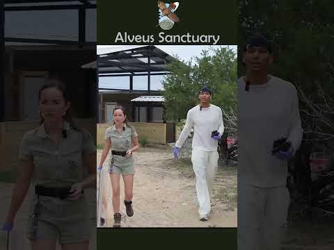 Marlon and Maya set out food for the new rescued serval on it’s first collab appearance 😌