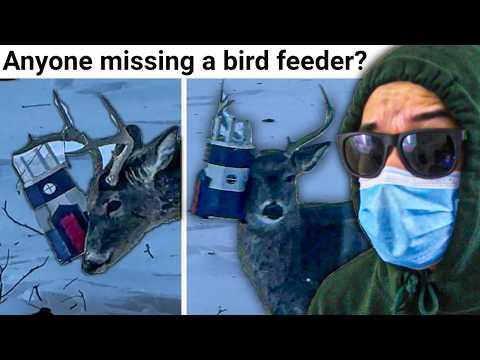 Deer are STILL F*cking Stupid