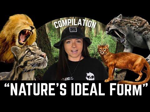 The History of Cats (That We Know Of) Compilation | Lindsay Nikole