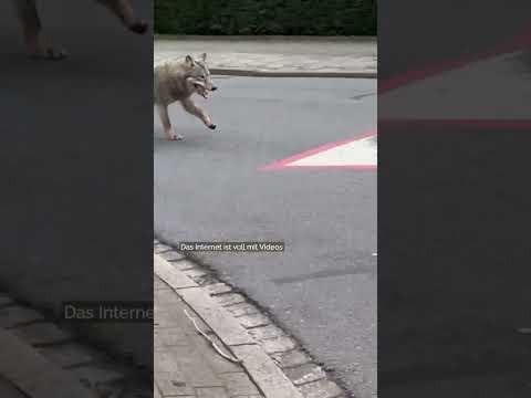 Den Wolf schießen oder schützen? #ykollektiv