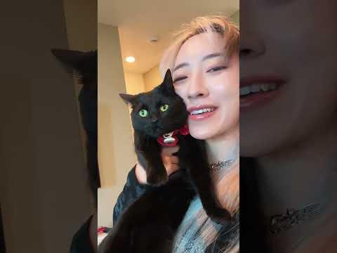 Chainsaw Man The Movie: Reze Arc