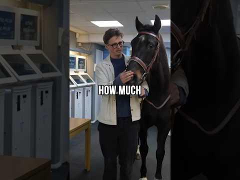 i trained a race horse to gamble