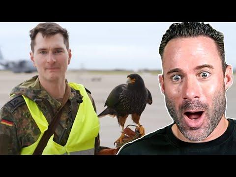 Landebahn von Vögeln befreien – mit einem Falken?! Otto reagiert auf den Bundeswehr-Falken