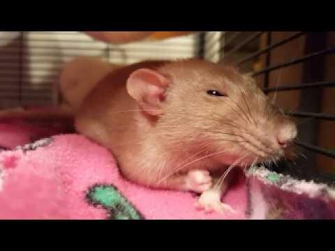 Mouse: P.I. For Hire