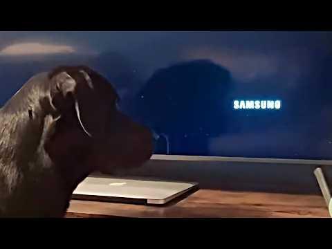 UNUSUAL MEMES COMPILATION V358