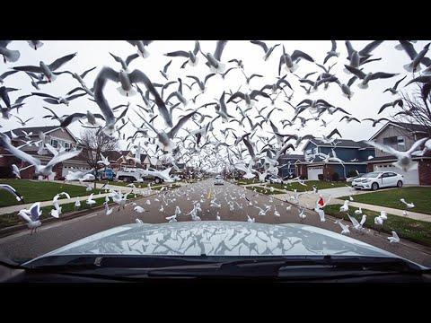 Die verstörendsten Dashcam-Videos