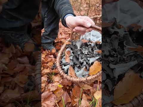 Totentrompeten im November 2025 sammeln Teil 2 #Pilz #Pilze #Pilzesammeln