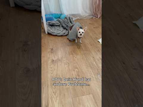 Chihuahuas sind einfach ANDERS lustig 🫠  #ViktoriaSarina