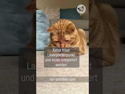 Katze frisst Laserpointerpunkt und muss notoperiert werden