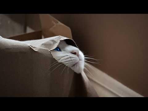 UNUSUAL MEMES COMPILATION V369