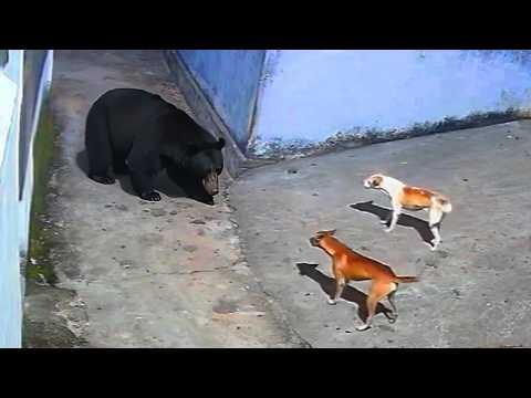 Tapfere Hunde vs wilde Tiere
