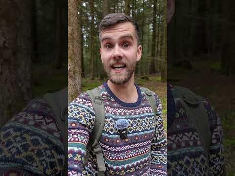 Dieser Pilz Fund im Wald begeistert mich #pilze #wald #mushroom
