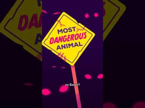 The Most Dangerous Animal