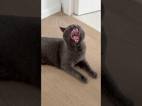 Katzen reagieren auf ihr neues Haus 😂🐈‍⬛ wie haben eure Haustiere auf den Umzug reagiert? | XLAETA