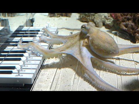 I taught an octopus piano (It took 6 months)