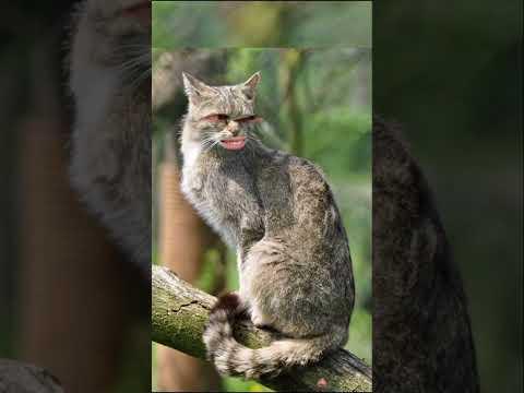 wtf is that #cats #skit #prehistoric