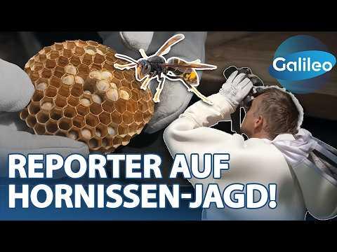 Die Hornissenjäger: Reporter Harro im Einsatz gegen aggressive Eindringlinge