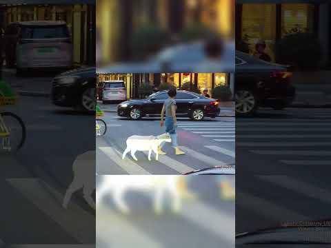 She's Was Walking A Sheep?!