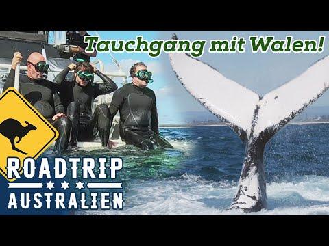 Drei Spitzenköche unter SANFTEN Riesen! Einmal mit Walen schwimmen
