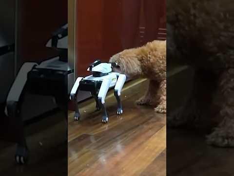 What NOT To Buy For Your Pets...