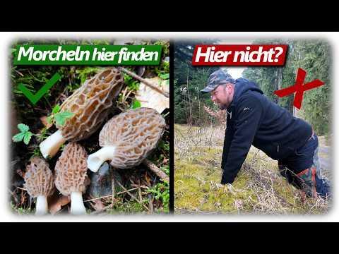 Mission Morchel 2025 | Spitzmorcheln im Schwarzwald sammeln mit Pilzfieber