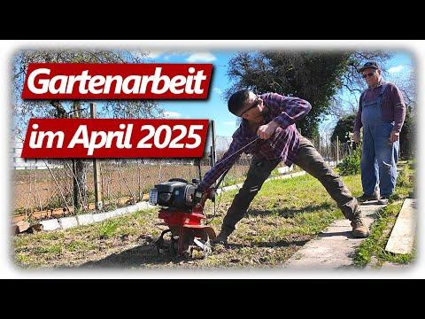 Gartenarbeit April | Aussaat, Jungpflanzen 1 Woche später Rote Bete im Hochbeet, Beetvorbereitung
