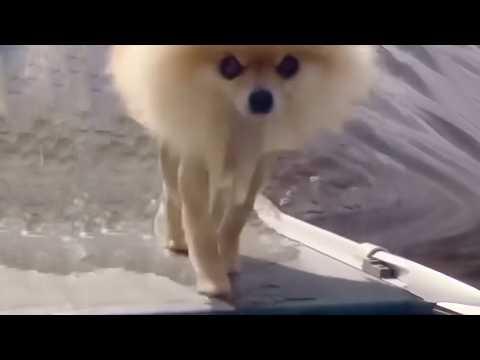 UNUSUAL MEMES COMPILATION V333