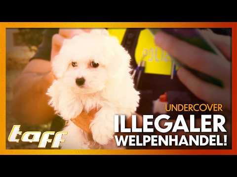 6 WOCHEN ALT STATT 11! – Tierschützer decken krasse Lügen auf im Welpenhandel