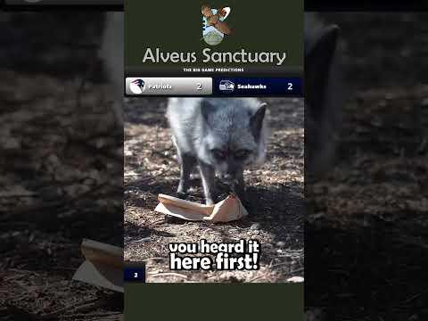 Our animal ambassadors had a blast with this year's Big Game predictions