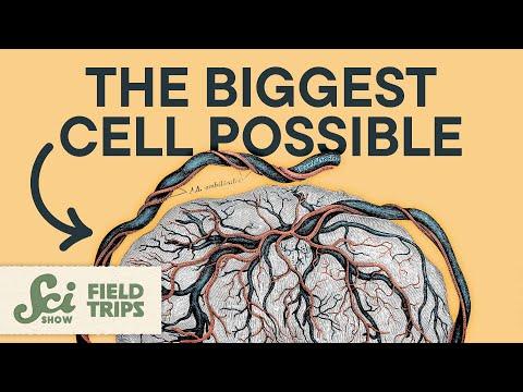 You Had A Cell That Was Larger Than A Bedsheet