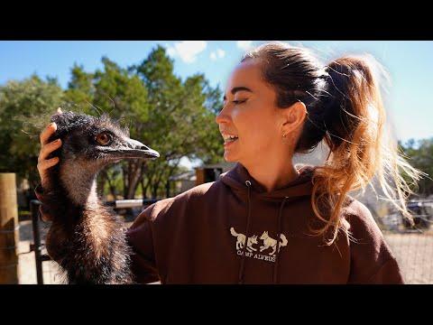 a day in the life with 38 animals