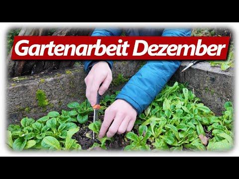 Gartenarbeit Dezember | 2x Noteinsatz, Kartoffeln kaufen, Chili Pulver machen, Kaki ernten
