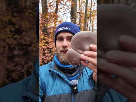Austernpilze (Pleurotus ostreatus) sammeln im November 2025 #Pilz #Pilze #Wald